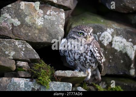 Die kleine Eule sitzt in einer Ecke in einer trockenen Steinmauer Stockfoto