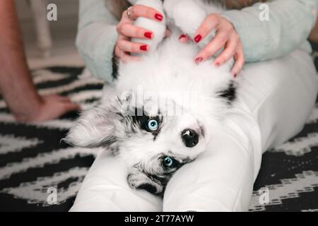 Border Collie Welpe liegt auf den Knien seines Besitzers Stockfoto