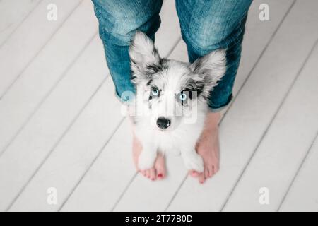 Marmor Hündchen Border Collie steht auf den Füßen des Besitzers Stockfoto