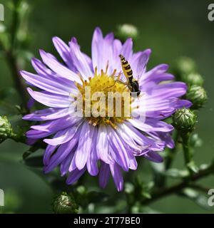 Einzelne rosafarbene Michaelmas Daisy vor einem natürlichen grünen Hintergrund, mit einer ruhenden Honigbiene Stockfoto