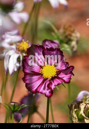 Einzelner lila-weißer Cosmos mit gelber Mitte vor einem sanften natürlichen grünen Gartenhintergrund Stockfoto