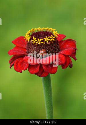 Einzelne Zinnia elegans, rote Blüten, gelbe Staubblätter und einzelne rote Marienkäfer. Weicher, naturgrüner Hintergrund Stockfoto