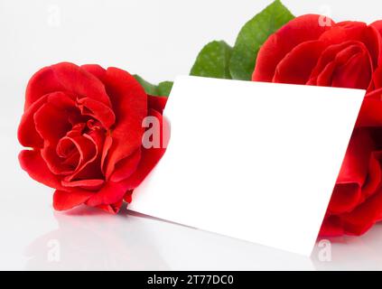 Zwei rote Rosen und leere Geschenkkarte für Text auf weißem Hintergrund, Begrüßungskonzept Stockfoto