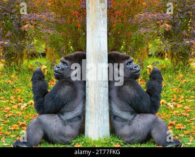 Zwei westliche Tieflandgorilla sitzen mit Blättern auf dem Hintergrund der Herbstlandschaft Stockfoto