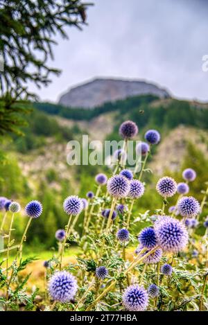 un plant Echinops à tete ronde en pleine Nature avec un arrière Plan flou un sommet montagneux , Rundköpfige Echinops Pflanze in freier Wildbahn Stockfoto