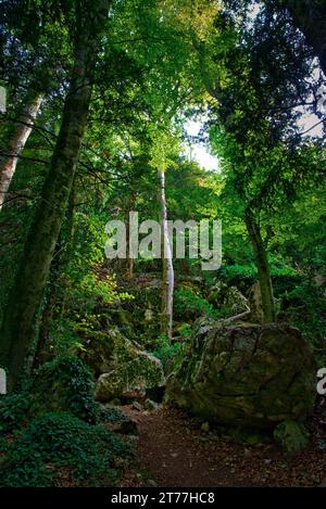 vue d'un sous-bois laissant filtrer la lumiere en etant sous des arbres avec des arbres jeunes et des arbres morts au sol Stockfoto