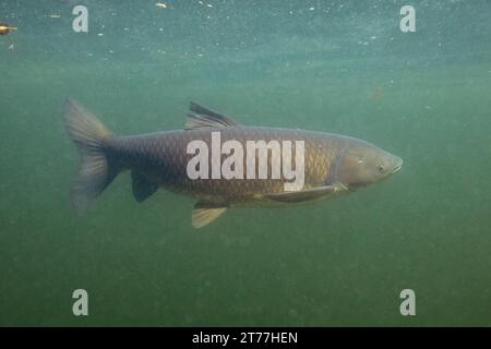 Graskarpfen (Ctenopharyngodon idella), Schwimmen im offenen Wasser, Deutschland, Bayern, Schlosssee, Eggstaett-Hemhofer Seenplatte Stockfoto