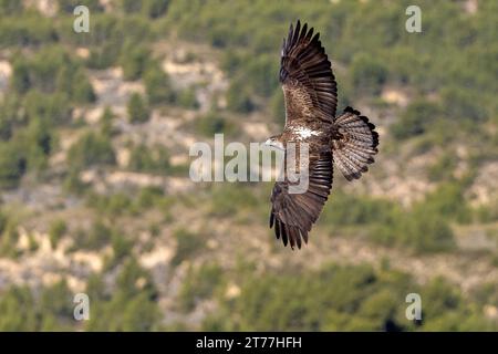 Bonellis-Adler, Bonellis-Adler (Hieraaetus fasciatus, Aquila fasciata), fliegt in der Bergregion, Spanien, Losa del Obispo Stockfoto