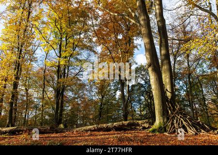 Herbst in einem Wald am Ruhrhoehenweg in der Ardey bei Wetter an der Ruhr, Nordrhein-Westfalen. Herbst im Wald am Stockfoto