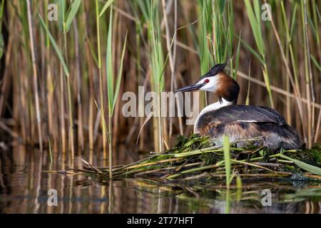 Großkäppchen (Podiceps cristatus), Brut auf einem Nest am Rande des Schilfes, Seitenansicht, Niederlande, Friesland Stockfoto