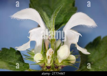 Weiße Brennnessel, weiße Brennnessel (Lamium-Album), Blumen, Nahaufnahme, Deutschland, Bayern Stockfoto