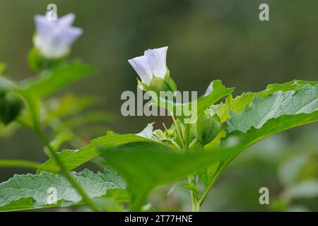 Shoo-fly-Pflanze, Apfel-von-peru (Nicandra physalodes), blühend, Deutschland Stockfoto