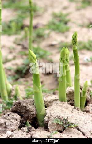 Garten Spargel, Spargelgras, Wildspargel (Spargel officinalis), Sprosse auf einem Feld, Deutschland Stockfoto