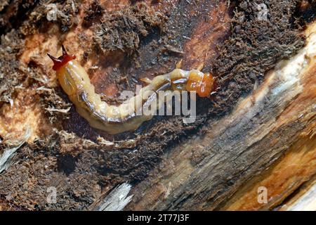 Scharlach-Feuerkäfer, Kardinalkäfer (Pyrochroa coccinea), Larve auf Totholz, dorsale Ansicht, Deutschland Stockfoto