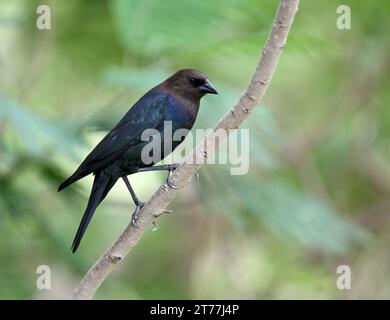 Braunköpfiger Kuhvogel (Molothrus ater), auf einem Zweig, Suedamerika Stockfoto