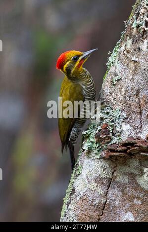 Weißbrauenspecht (Piculus aurulentus), unreifer Mann, der sich an einem Baumstamm im brasilianischen Regenwald ernährt Stockfoto