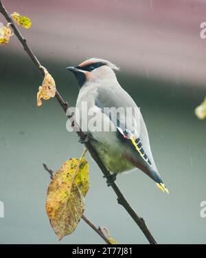 BÖHMISCHER WACHSFLÜGEL Bombycilla garrulus Stockfoto