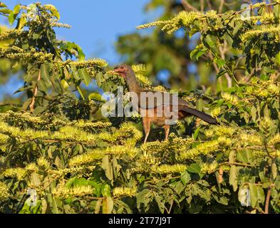 chaco chachalaca (Ortalis canicollis pantanalensis, Ortalis pantanalensis), auf einem Baum, Brasilien, Pantanal Stockfoto