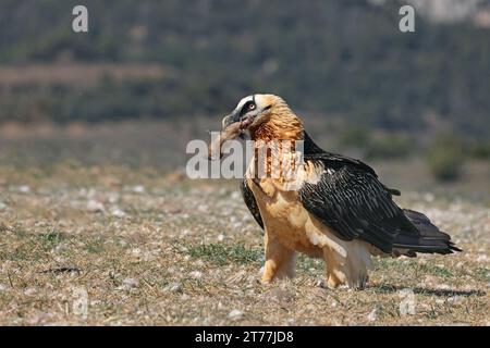 Lammergeier, Bartgeier, Ossifrage (Gypaetus barbatus), steht auf dem Boden in den Pyrenäen und füttert einen Knochen, Seitenansicht, Spanien, Katalonien, Stockfoto