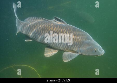 Karpfen, Karpfen, Karpfen, Karpfen, Karpfen (Cyprinus carpio), Schwimmen im offenen Wasser, Seitenansicht, Deutschland, Bayern, Schlosssee, Stockfoto