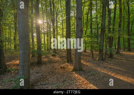 Rotbuche (Fagus sylvatica), Wald in Riesewohld im Sommer, Deutschland, Schleswig-Holstein Stockfoto