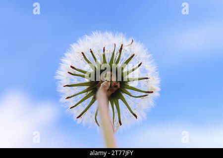 Gewöhnlicher Löwenzahn (Taraxacum officinale), fruchtender Löwenzahn gegen blauen Himmel, Deutschland Stockfoto