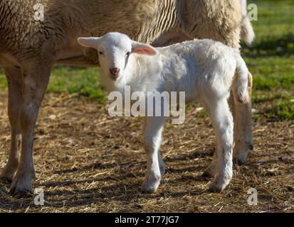 Weißes Lamm neben seiner Mutter, das in die Kamera schaut Stockfoto