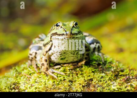 Europäischer Speisefrosch, gewöhnlicher Speisefrosch (Rana kl. Esculenta, Rana esculenta, Pelophylax esculentus), Sonnenbaden, Deutschland, Bayern Stockfoto