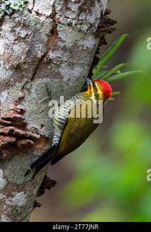 Weißbrauenspecht (Piculus aurulentus), erwachsener Männchen, der sich an einem Baumstamm im brasilianischen Regenwald ernährt Stockfoto