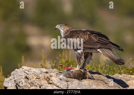 Bonellis-Adler, Bonellis-Adler (Hieraaetus fasciatus, Aquila fasciata), stehend auf einem Felsen mit einem gejagten Wildkaninchen, Seitenansicht, Spanien, Losa del Stockfoto