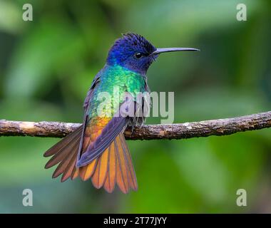 Goldschwanz-Saphir (Chrysuronia oenone josephinae, Amazilia oenone josephinae), männlich auf einem dünnen Ast, Peru Stockfoto