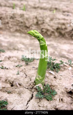 Garten Spargel, Spargelgras, Wildspargel (Spargel officinalis), Sprosse auf einem Feld, Deutschland Stockfoto
