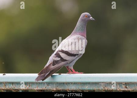 Haustaube, Wildtaube (Columba livia f. domestica), stehend auf einer Brückenbrüstung, Seitenansicht, Deutschland, Bayern Stockfoto