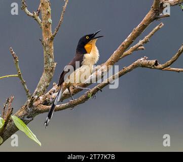 Schwarz bedeckter Spotttrush (Donacobius atricapilla, Donacobius atricapillus), männlich auf einem Baum stehend, singend, Brasilien Stockfoto