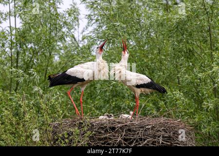 Weißstorch (Ciconia ciconia), Schnabelstörche mit Küken im Nest, Seitenansicht, Niederlande, Overijssel, Weerribben-Wieden Nationalpark Stockfoto