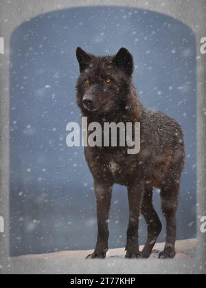 Ein schwarzer Wolf steht in einer Tür auf einer Farm und wartet auf seine Beute Stockfoto