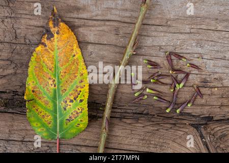 Balsampappel, Herbstlaub und Knospen, Balsam-Pappel, Pappel, Populus balsamifera, Populus Tacamahaca, Balsampappel, Bam, Bambaum, östlicher Balsam-popl Stockfoto