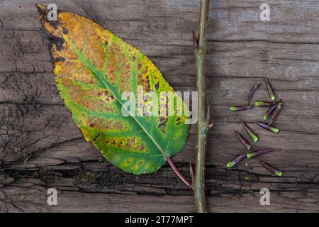 Balsampappel, Herbstlaub und Knospen, Balsam-Pappel, Pappel, Populus balsamifera, Populus Tacamahaca, Balsampappel, Bam, Bambaum, östlicher Balsam-popl Stockfoto