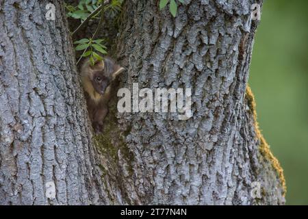 Baummarder, Baum-Marder, Edelmarder, Edel-Marder, Marder, Martes Martes, Europäischer Kiefernmarder Stockfoto