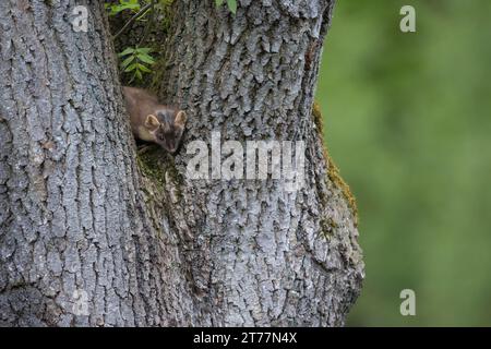 Baummarder, Baum-Marder, Edelmarder, Edel-Marder, Marder, Martes Martes, Europäischer Kiefernmarder Stockfoto