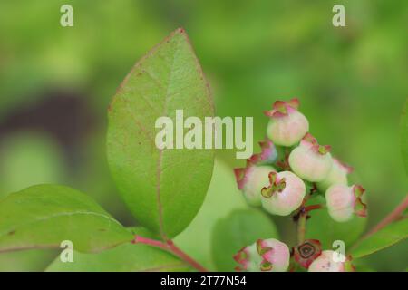 Grüne, unreife Heidelbeere reift an den Zweigen eines Strauchs Stockfoto