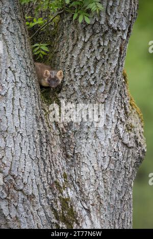 Baummarder, Baum-Marder, Edelmarder, Edel-Marder, Marder, Martes Martes, Europäischer Kiefernmarder Stockfoto