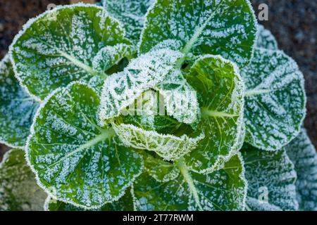 Winterfrost auf einer Rosenkohl-Pflanze (Brassica oleracea Gemmifera), die in einem Amateur-Gemüsegarten wächst. Stockfoto