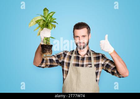 Porträt eines attraktiven Blumenhändlers mit Stoppeln, der Diffenbachia mit Erde und Daumen nach oben zeigt, ja, fertig mit Finger isoliert auf grau Stockfoto