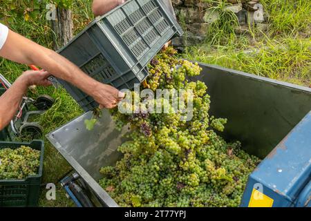 Die Arbeiter entladen während der Erntezeit frisch geerntete grüne Sauvignon-Trauben Stockfoto