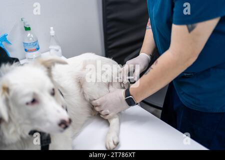 Der Tierarzt injiziert Hund in der Tierklinik. Stockfoto