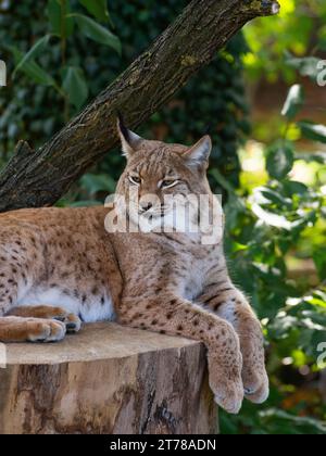 Porträt eines erwachsenen männlichen Karpaten-Luchses, Lynx-Luchse-Carpaticus auf einem wunderschönen unscharfen grünen Waldhintergrund Stockfoto