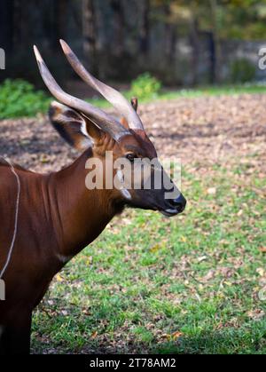 Portrait Bongo (Tragelaphus eurycerus) mit seinen gewellten Hörnern Stockfoto