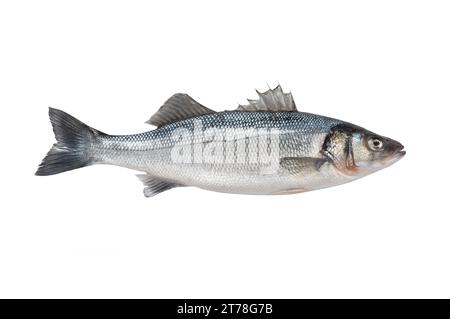 dicentrarchus labrax isoliert auf weißem Hintergrund Stockfoto