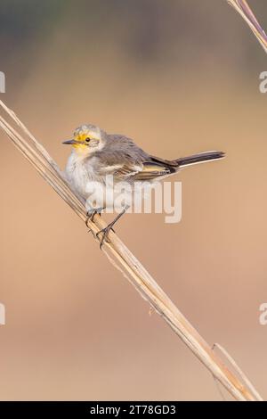 Bharatpur Bird Sanctuary in Rajasthan, Indien Stockfoto